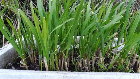 韭菜怎麼種|【園藝熱線】韭菜種植知多少：播種方法和生長環境